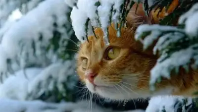 24 канал, фото - Новости Zakon.kz от 04.12.2019 09:14