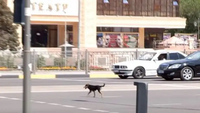 В Шымкенте щенка со знаниями ПДД сняли на видео