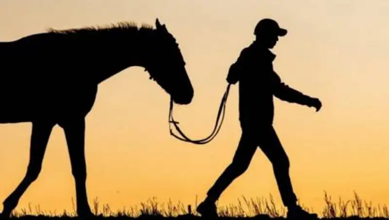 В Туркестане осудили двух пограничников, воровавших скот