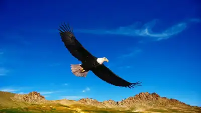 Степь, фото - Новости Zakon.kz от 02.03.2022 01:09