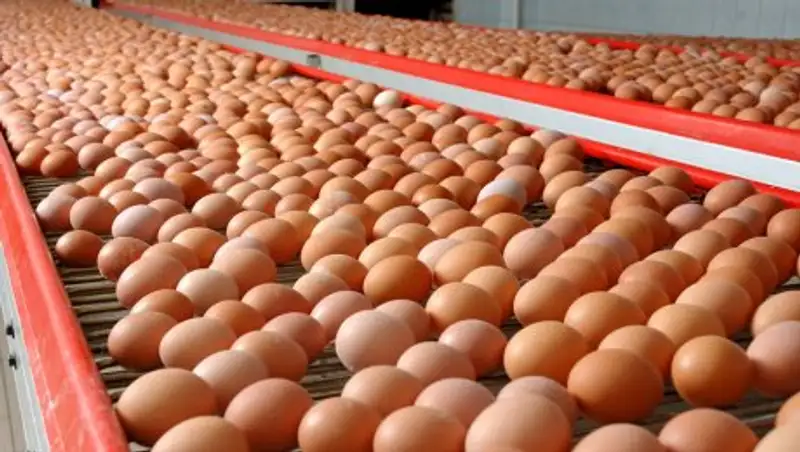 Миллиард яиц Казахстан может экспортировать в 2019 году