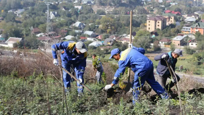 На сгоревшем склоне Кок-Тобе высадили яблони и тюльпаны