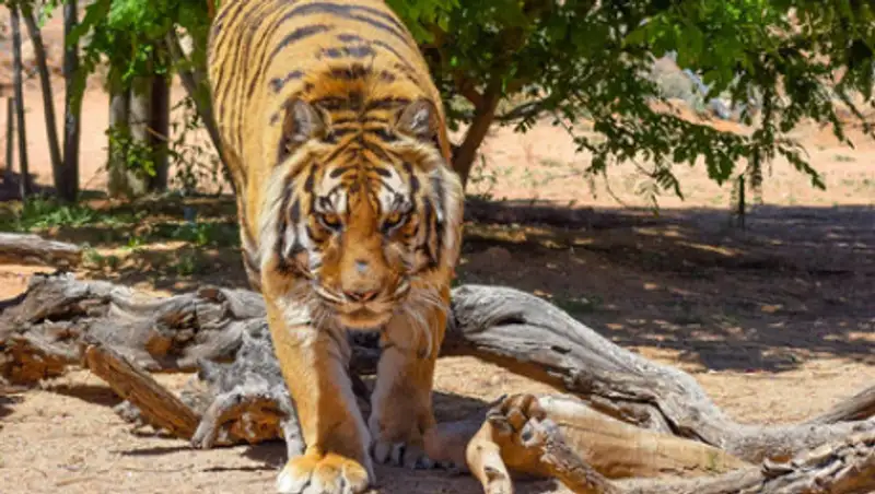Тигр напал на своего спасителя