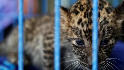 customs-friend.ru, фото - Новости Zakon.kz от 17.05.2019 10:23