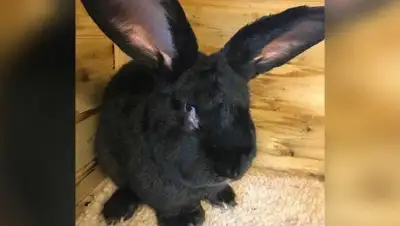 Zakon.kz, фото - Новости Zakon.kz от 27.07.2017 14:56