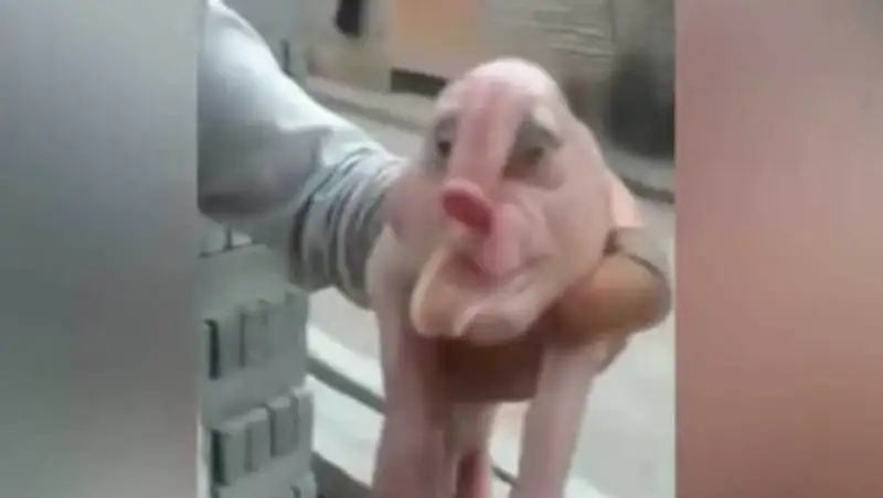 Поросенок с человеческим лицом родился в Китае