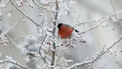 sputniknews.kz, фото - Новости Zakon.kz от 20.02.2019 12:26