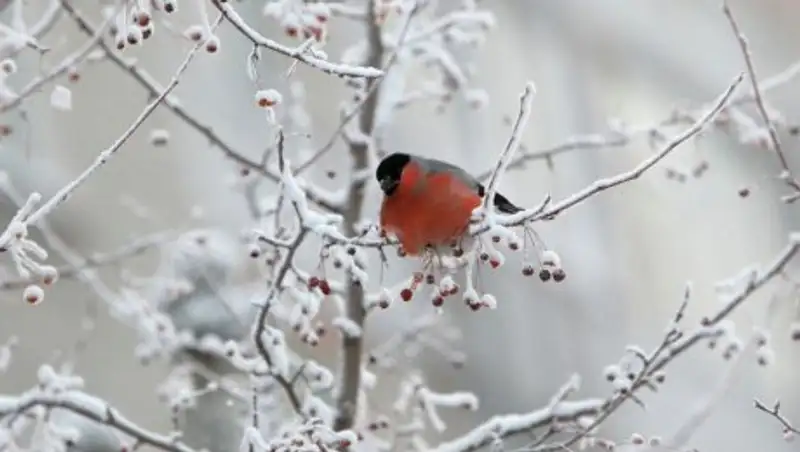 После аномального тепла в Казахстан опять придет похолодание