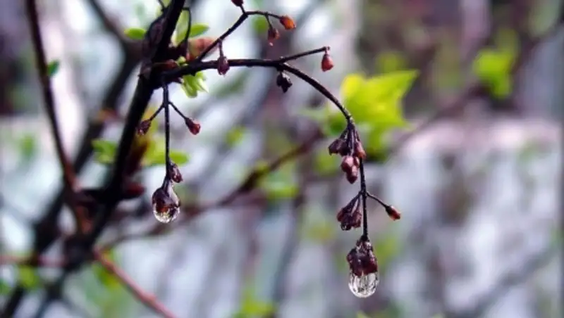 4 апреля на большей части территории Казахстана сохраняются осадки