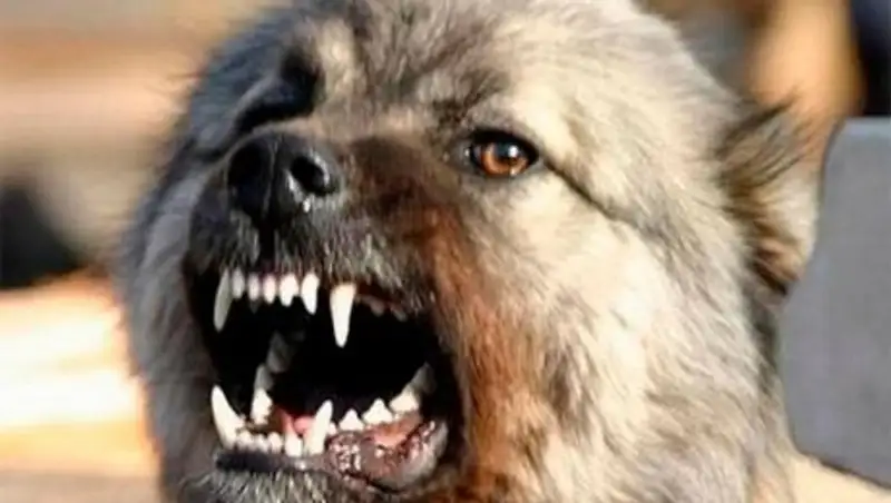 В Астане 9-летнюю девочку укусила бродячая собака