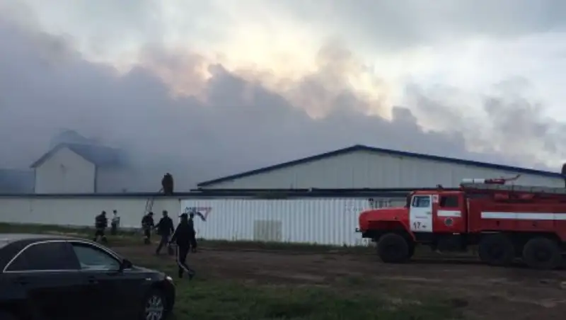 Более 100 свиней погибли при пожаре на свинокомплексе в СКО