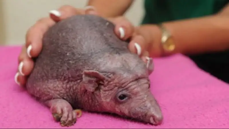 В Британии лысому ёжику ежедневно делают массаж