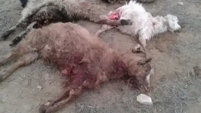 Lada.kz, фото - Новости Zakon.kz от 10.03.2018 00:13