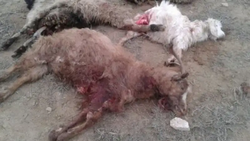 В Мангистауской области неизвестные животные загрызли 25 голов домашнего скота