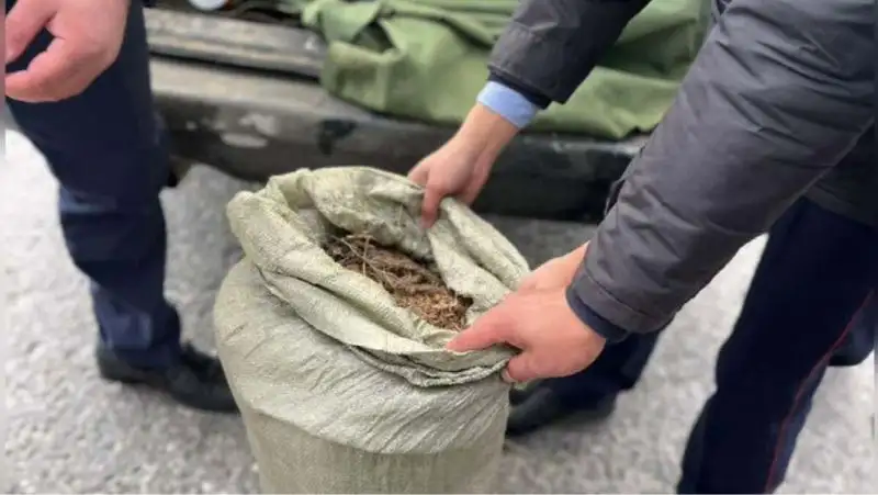 Свыше 20 кг марихуаны изъяли у водителя в Туркестанской области