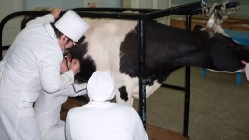 22 ветеринара сельских округов ЗКО стали фигурантами уголовных дел