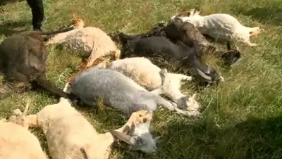 Zakon.kz, фото - Новости Zakon.kz от 01.08.2015 06:40