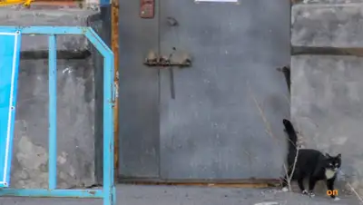 pavon.kz, фото - Новости Zakon.kz от 10.04.2020 09:32