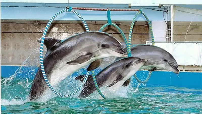 В Алматы все таки будет дельфинарий и большая ледовая арена