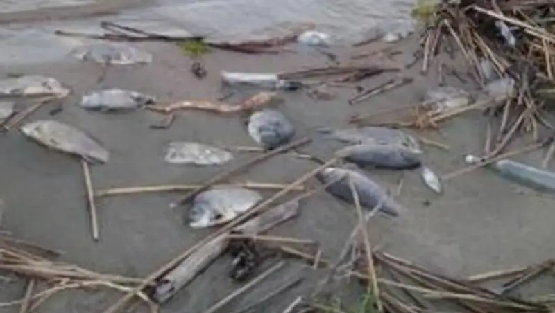 В Бухтарминском водохранилище массово гибнет рыба