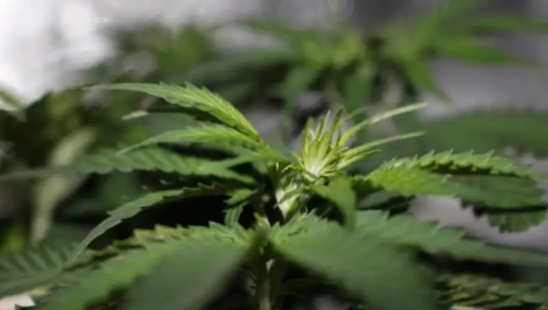 Гражданина Узбекистана в Казахстане осудили на 11 лет за перевозку наркотиков