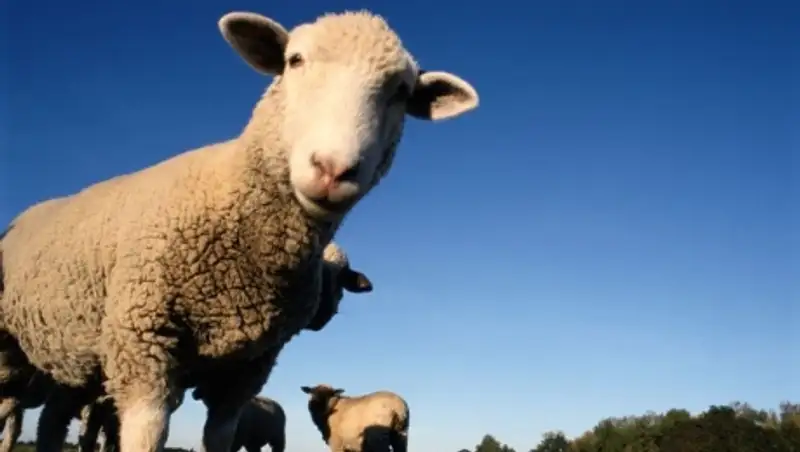 В Казахстане по итогам 2014 года увеличилось поголовье сельскохозяйственных животных