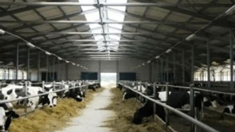 В Жамбылской области откроется откормочный комплекс на 5 тысяч голов КРС