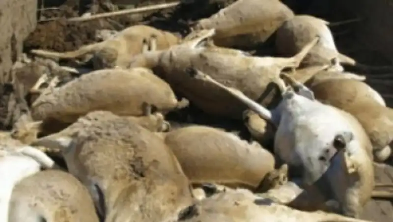 В Акмолинской области число погибших сайгаков достигло 4 293