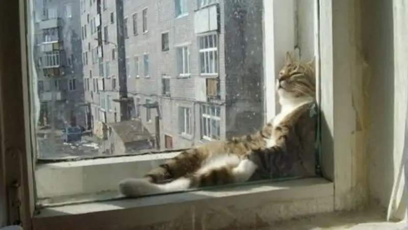 25 котиков, познавших науку сна