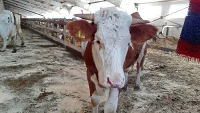 сибирская язва, фото - Новости Zakon.kz от 14.04.2022 11:06