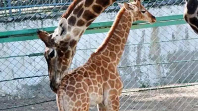 В алматинском зоопарке пополнение: у жирафов Грации и Хана родилась малышка