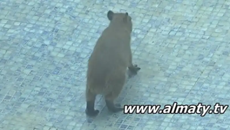 Алматинцев просят помочь с выбором имен для маленьких капибар