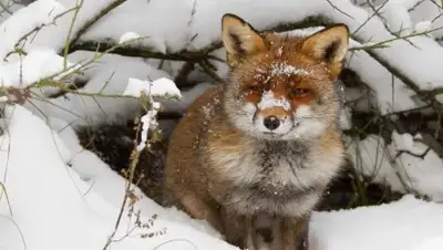 Ак Жайык, фото - Новости Zakon.kz от 21.02.2018 12:28