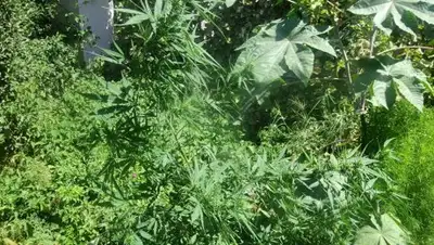 Zakon.kz, фото - Новости Zakon.kz от 30.07.2017 23:32