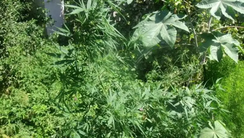 Полиция изъяла у жителя Шу почти тонну конопли