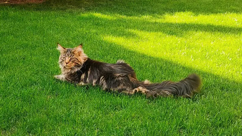 Суд удовлетворил апелляцию на приговор живодеру из Актау