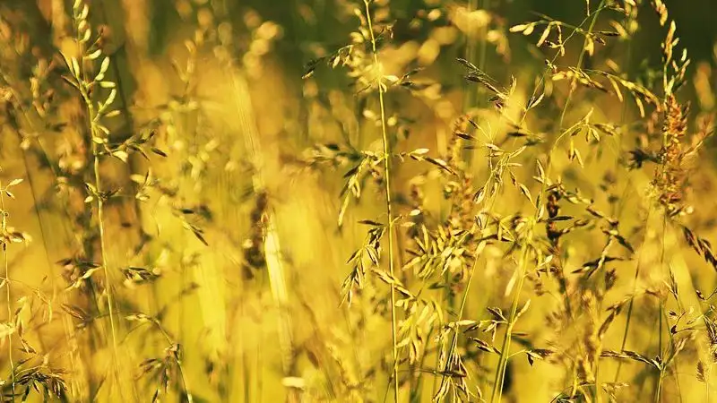 В семи областях Казахстана синоптики прогнозируют сильную жару