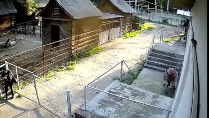Директор алматинского зоопарка записал видео с разъяснением инцидента