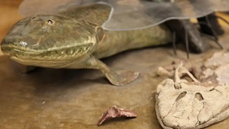 Ученые: рыбы могли "отрастить" ноги еще до выхода на сушу