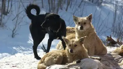 ohotniki.ru, фото - Новости Zakon.kz от 06.02.2018 01:20