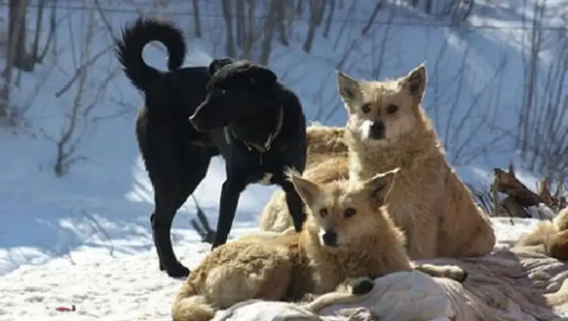 В Алматинской области бродячие собаки едва не загрызли семилетнего мальчика