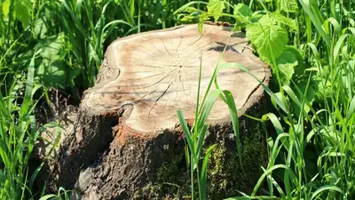 В Алматы подсчитали ущерб от вырубки деревьев на территории одной из школ, фото - Новости Zakon.kz от 30.05.2023 18:11