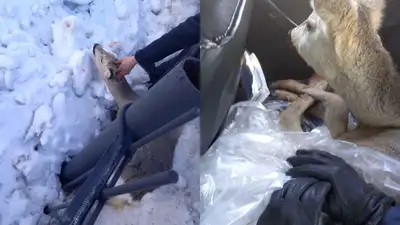 Забежала в Костанай, фото - Новости Zakon.kz от 21.03.2023 00:17