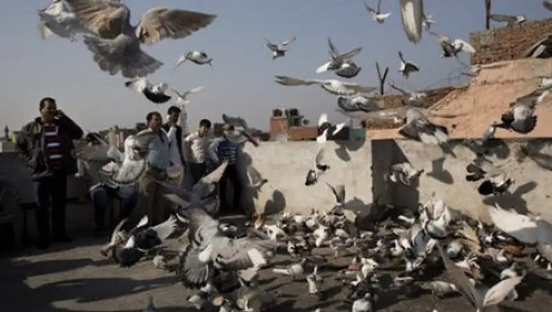 В Индии задержали 150 голубей по подозрению в шпионаже