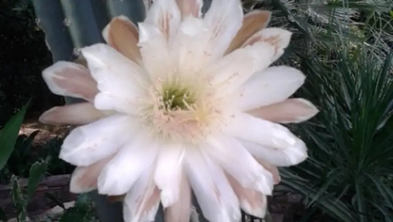 В Ботаническом саду Петропавловска зацвел вековой кактус