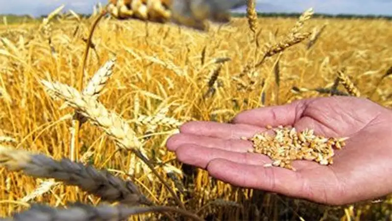 В ЗКО собирают рекордный урожай озимых зерновых культур