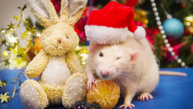 Что надеть на Новый год разным знакам зодиака