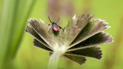 клещевые инфекции, сезон клещей, фото - Новости Zakon.kz от 08.04.2022 11:47