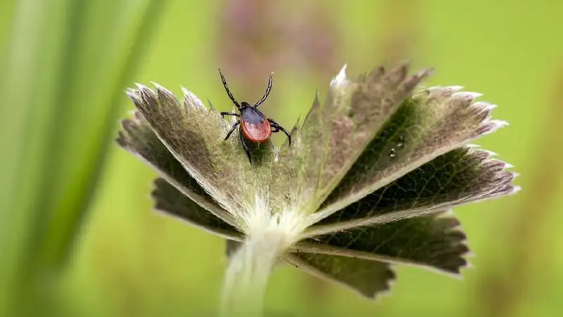 Сезон клещей: какие из них опасны в Алматы и как защитить себя от укусов