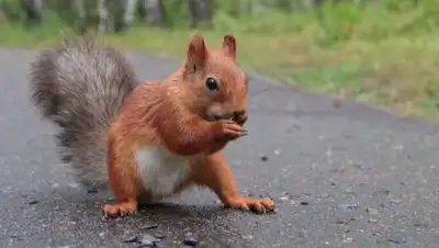 BNews.kz, фото - Новости Zakon.kz от 06.05.2018 15:55